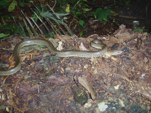 Psammophis phillipsi